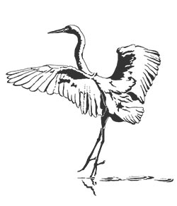 egret