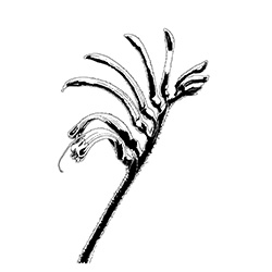 kangaroo paw