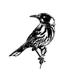 new holland honeyeater