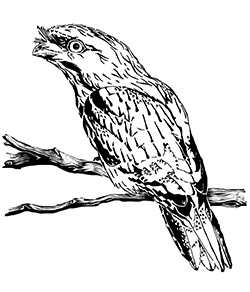 tawny frogmouth