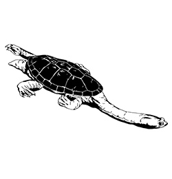 Turtle