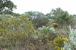 Limestone Heath Community Oceanic Precinct by Veronica Newbury