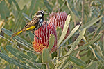 Bold Park White Cheeked Honeyeater by B Knott