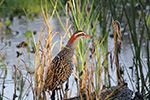 Bugg Banded Rail by David Free 