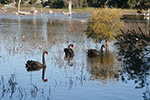 Lake Claremont by Heidi Hardisty