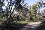 Shenton Bushland by Sally Wallace