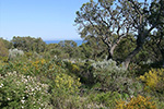 Ocean Views from Bold Park by BGPA