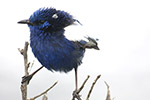 Blue Fairywren Joyce Rubelli