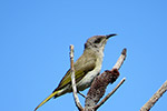 Brown Honeyeater – Joyce Rubelli