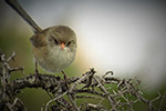 Female Fairywren – Joyce Rubelli