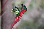 Kangaroo Paw – Sally Wallacee