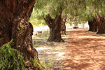 Karrakatta Cemetery – Sally Wallace