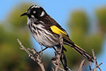 New Holland Honey Eater – Joyce Rubelli