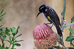 New Holland Honey eater – Joyce Rubelli