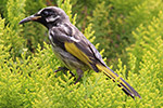 White Cheeked Honeyeater – Sally Wallace