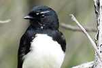 Willy Wagtail – Joyce Rubelli