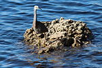 White faced Heron – Sally Wallace