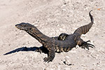 Goanna – Wikimedia