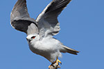 Black Shouldered Kite by David Free