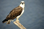 Male Osprey – David Free