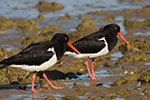 Pied Oystercatchers – David Free