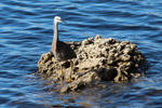 White faced Heron by Sally Wallace