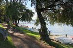 Trail under the Peppermint Trees in Peppermint Grove by Sally Wallace