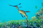 Weedy Sea Dragon by Mark Binns