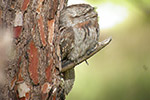 Tawny Frogmouth by David Free